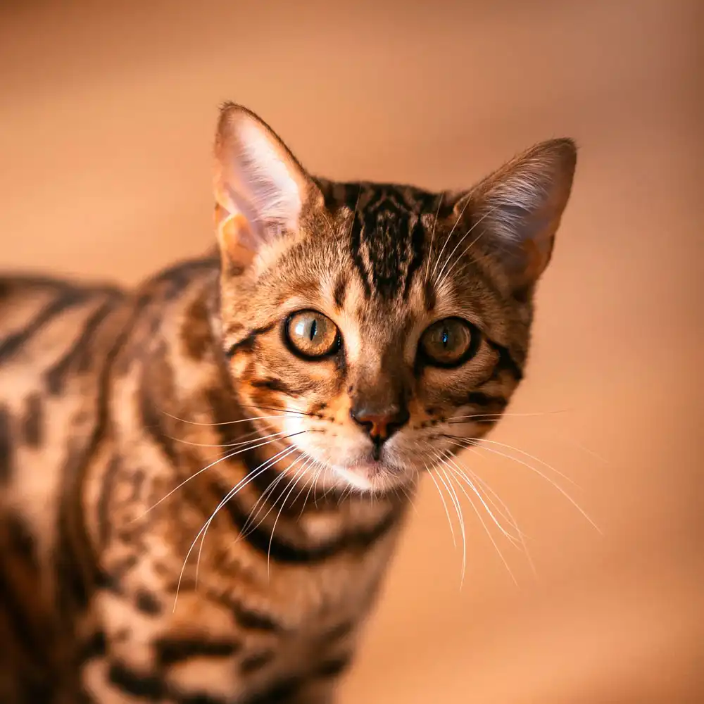Alice Jeammes, ostéopathe animalier à Vannes, consulte les chats.