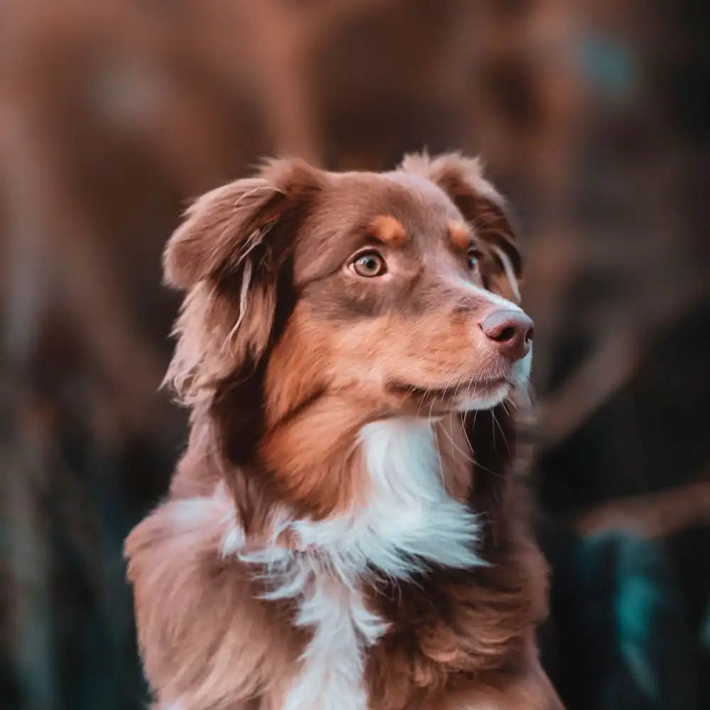 Alice Jeammes, ostéopathe animalier à Vannes, consulte les chiens.