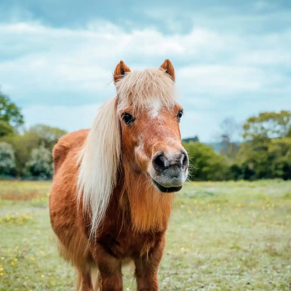 Alice Jeammes, ostéopathe animalier à Vannes, consulte les poneys.