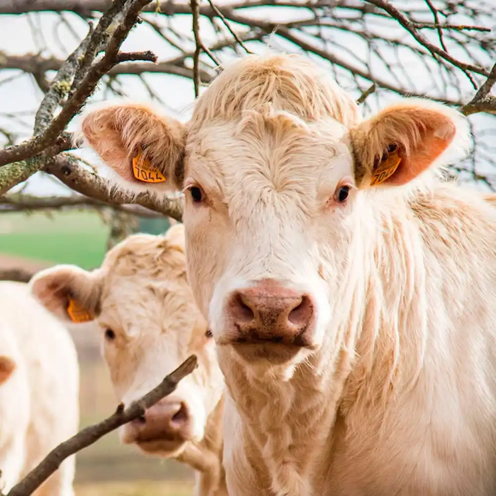 Alice Jeammes, ostéopathe animalier à Vannes, consulte les vaches.